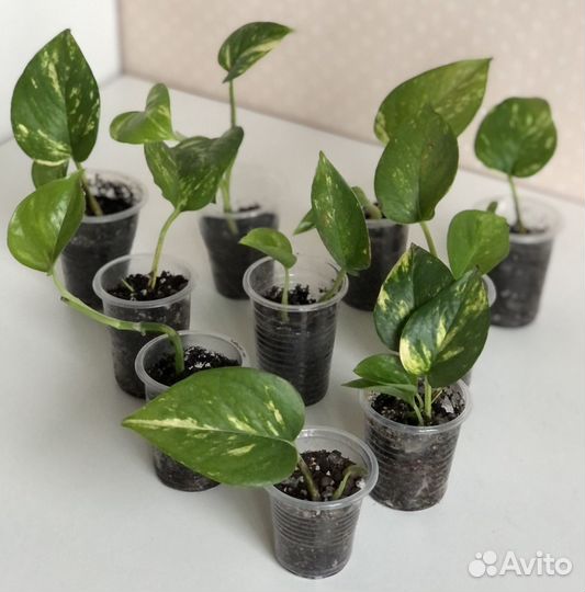 Сциндапсус эпипремнум золотистый