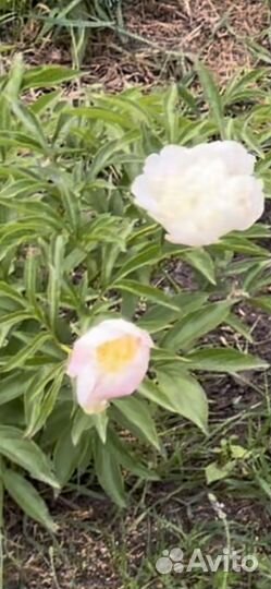 Пионы саженцы корни