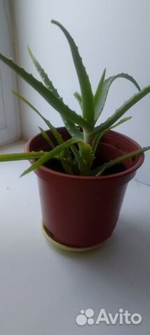 Алоэ лечебный