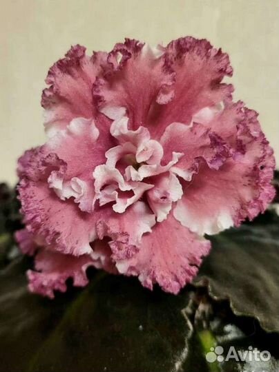 Фиалка ле-Эстерхази