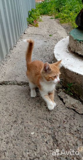 Котенок ищет дом