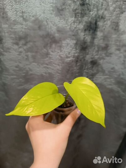 Комнатные растения цветы