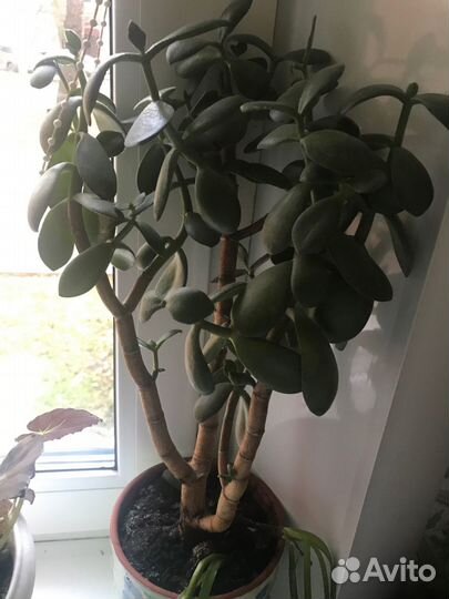 Денежное дерево толстянка