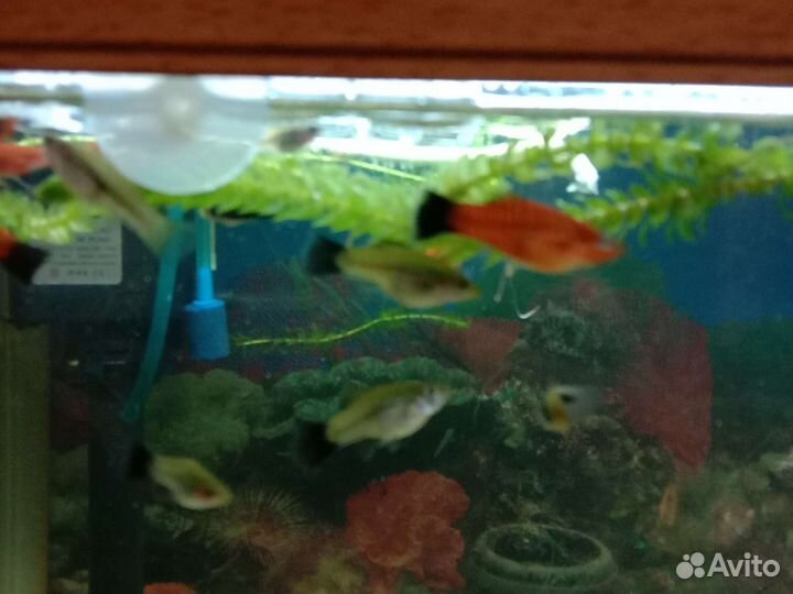 Анциструсы,ампулярии улитки,меченосцы,скалярии