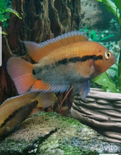 Геротиляпия Мультиспиноза, Хаплохромис василëк