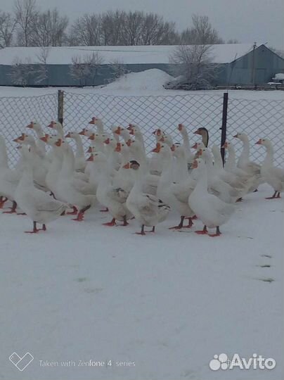 Гусята 5-ти дневные