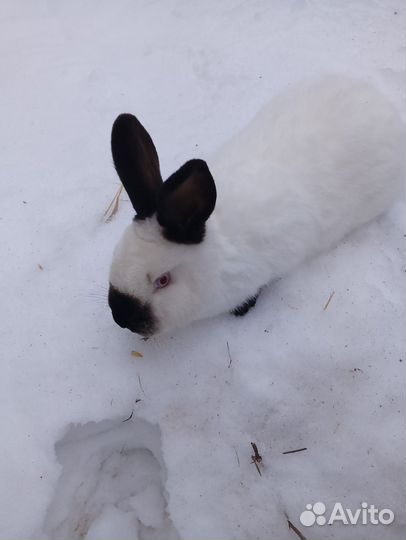 Кролик самка калифорнийской породы