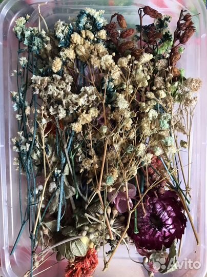 Набор сухоцветов для декорирования