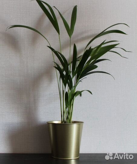 Арека/Дипсис/Ховея