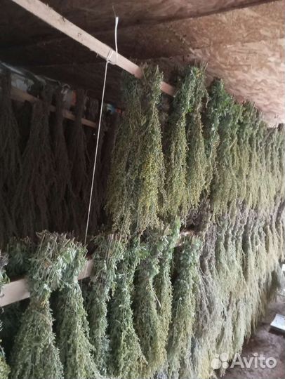 Полынь горькая