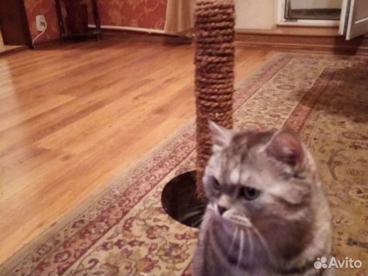 Когтеточка