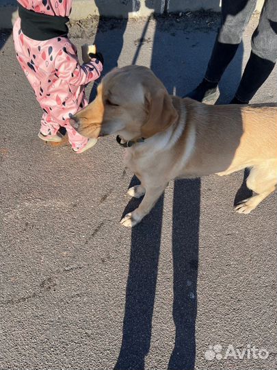 Собака в добрые руки