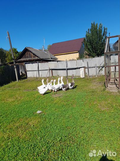 Продаю Холмогорских гусей