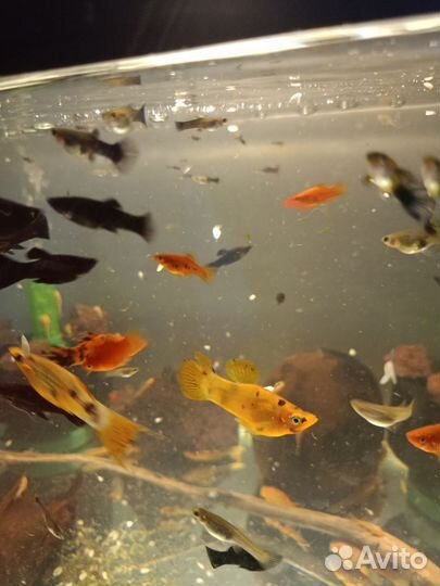 Сомики анциструсы, пецилии, моллинезии, гуппи