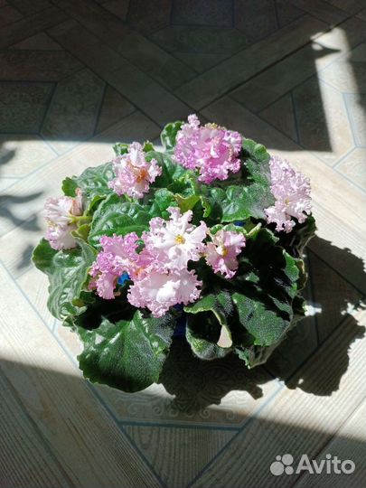 Фиалки сортовые (взрослое растение)