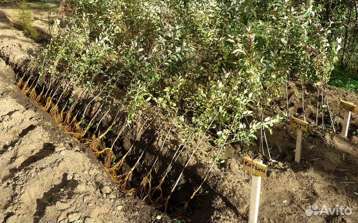 Продам саженцы яблони