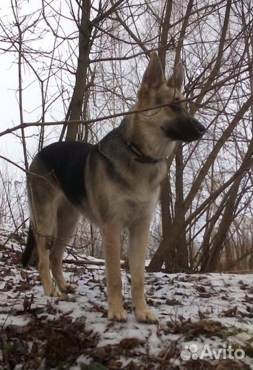 Восточноевропейская овчарка