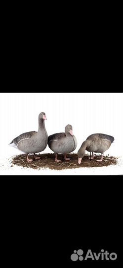 Серый гусь Sxpe 3D