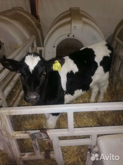 Бычки племенные