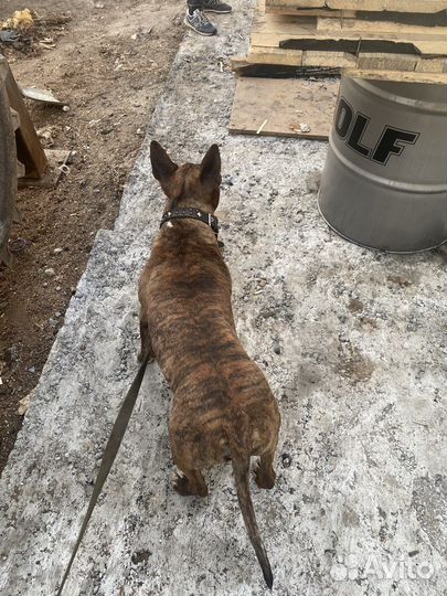 Бультерьер вязка