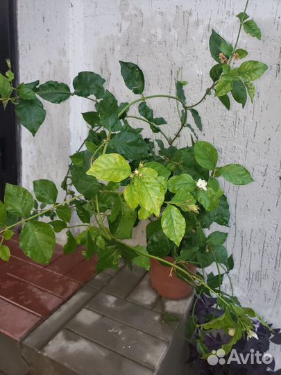 Комнатный жасмин