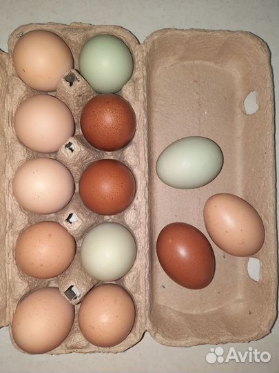 Инкубационное яйцо кур (помесь)