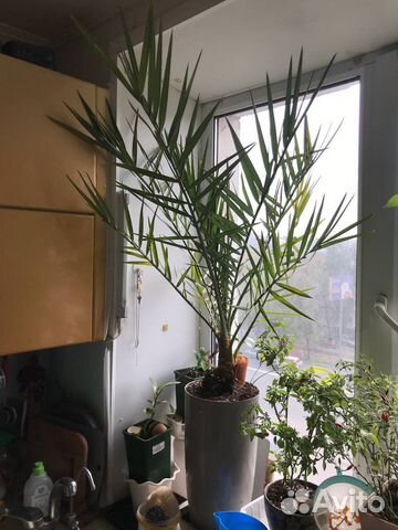 Королевский финик