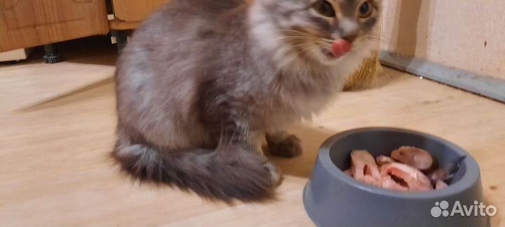 Кошка подросток