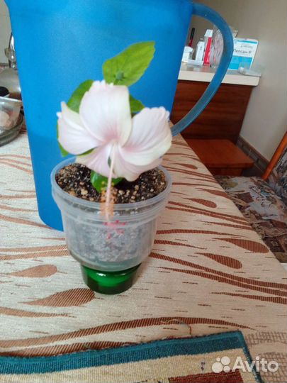 Сортовые гибискусы
