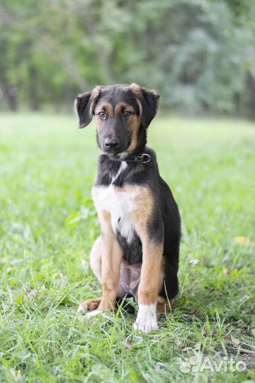 Красотка Вилли в добры руки