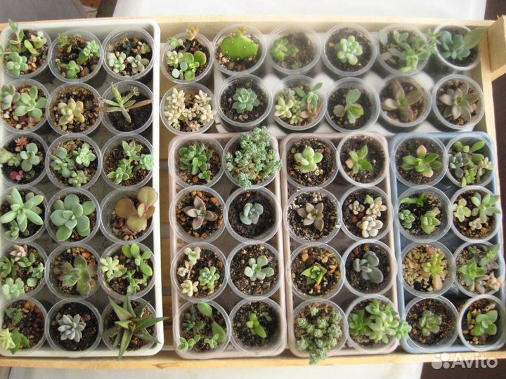 Суккуленты в правильном рыхлом грунте