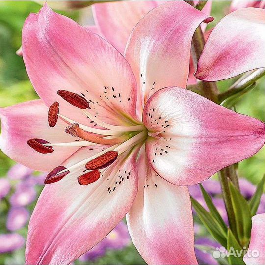 Лилия азиатская