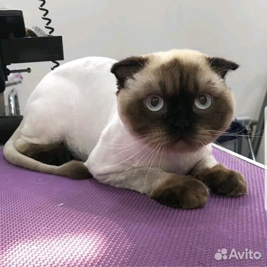 Стрижка собак и кошек всех пород