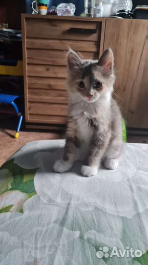 Кошки