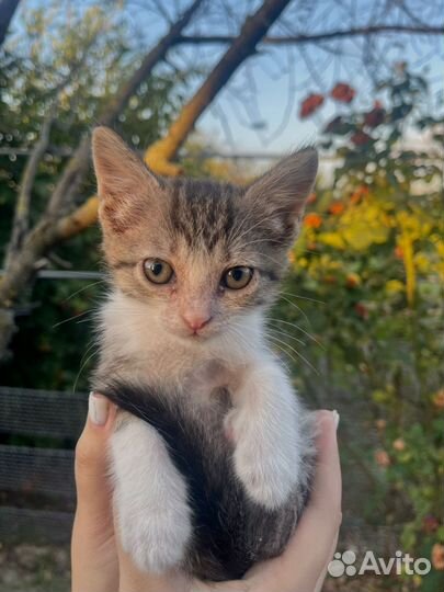 Котята бесплатно