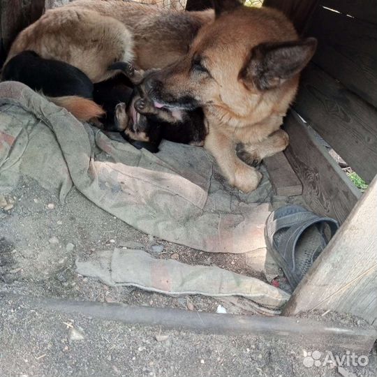 Щенки немецкой овчарки