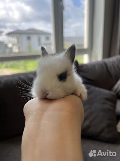 Декоративные крольчата