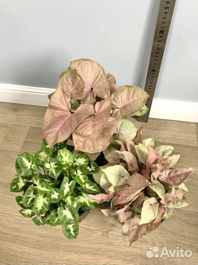 Сингониумы сортовые