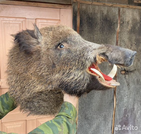 Чучела животных