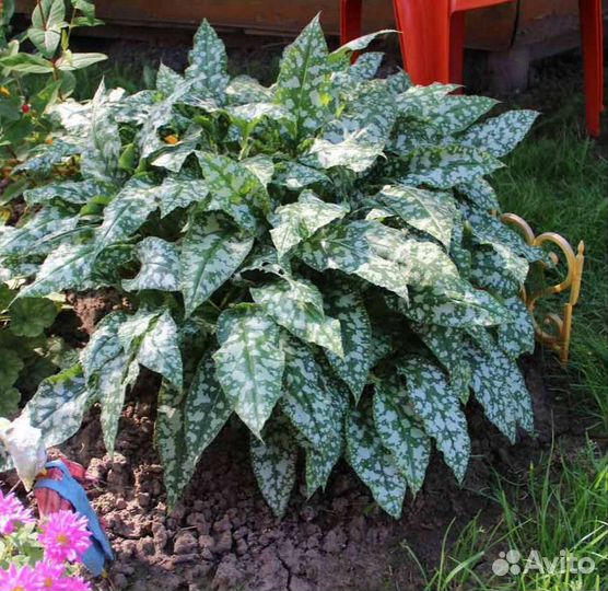 Многолетники для сада