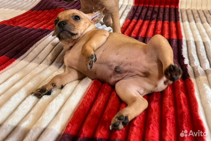 Той-терьер щенки