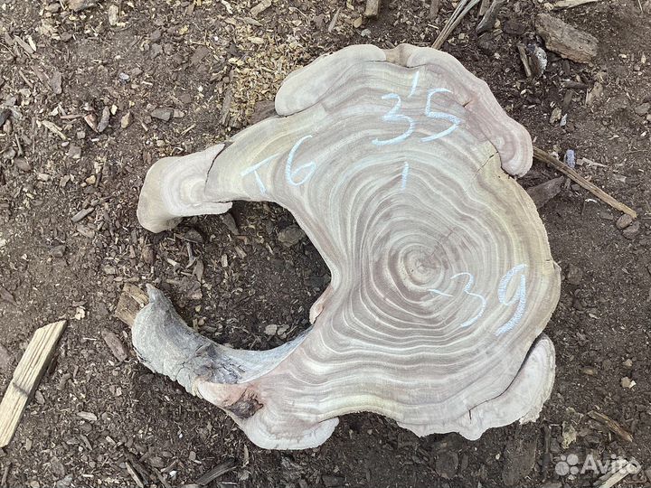 Спилы ореха, клена, карагача