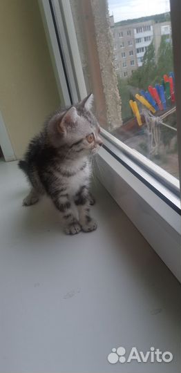 Кошка скотиш страйт