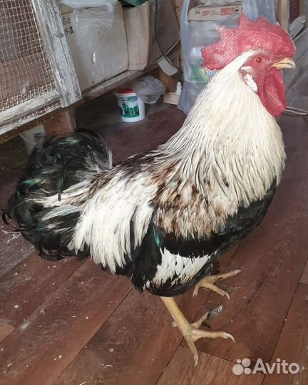 Петухи
