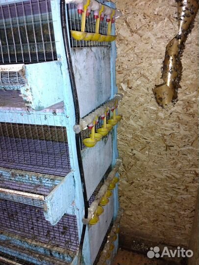 Клетки для перепелов бу