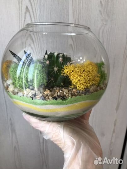 Флорариум из суккулентов