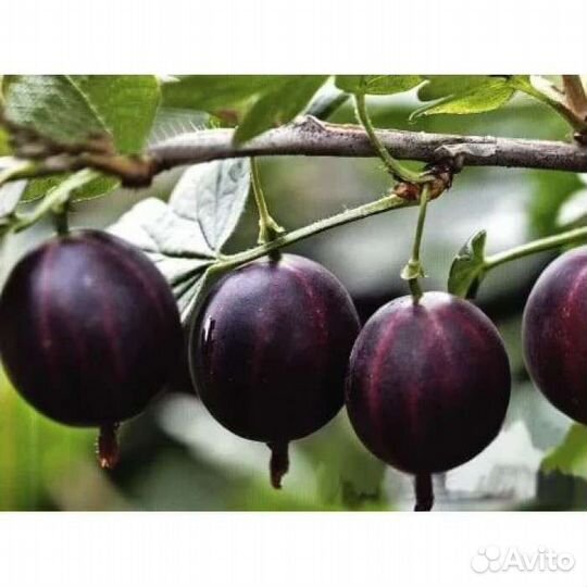 Саженцы бесшипого крыжовника зкс