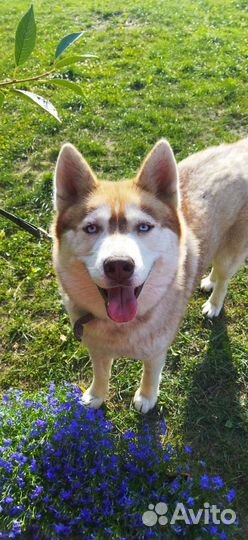 Сибирский хаски