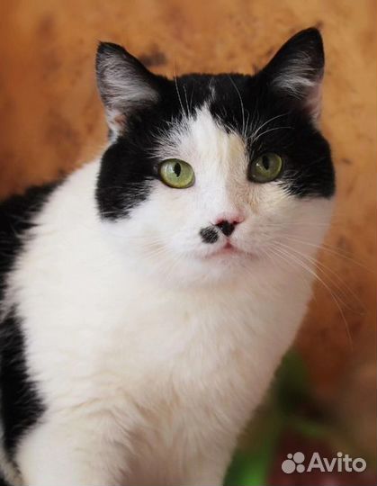 Котик в добрые руки