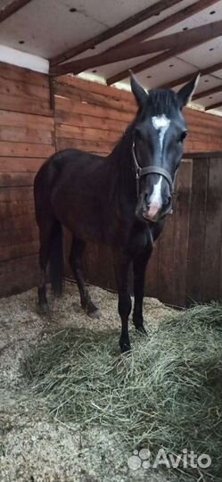 Постой для лошадей